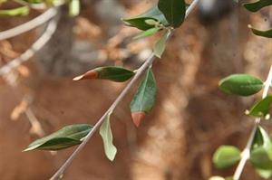 xylella